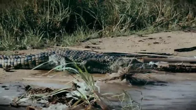 National Geographic Wild