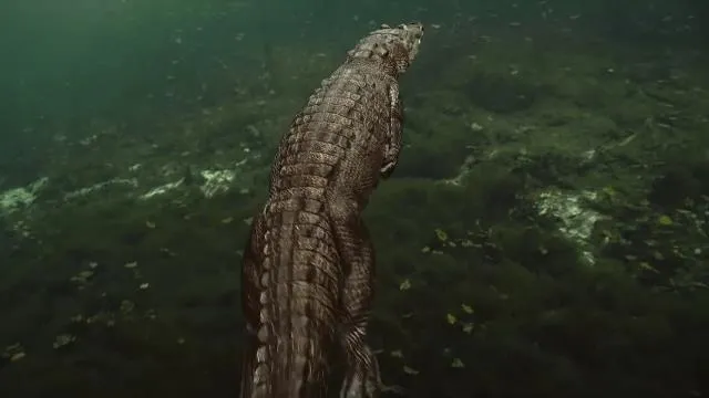 National Geographic Wild