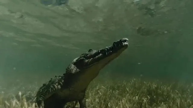 National Geographic Wild