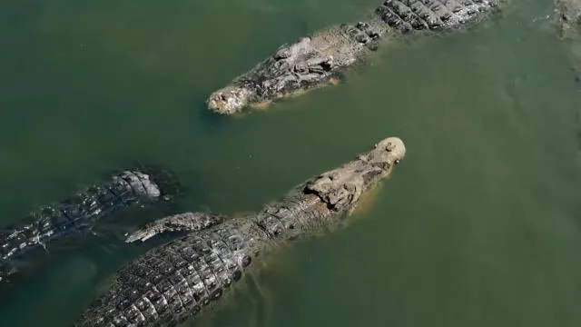 National Geographic Wild