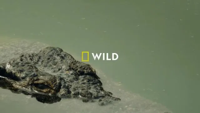 National Geographic Wild