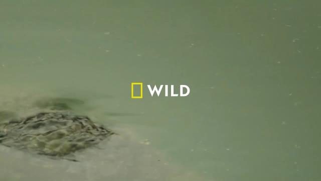 National Geographic Wild