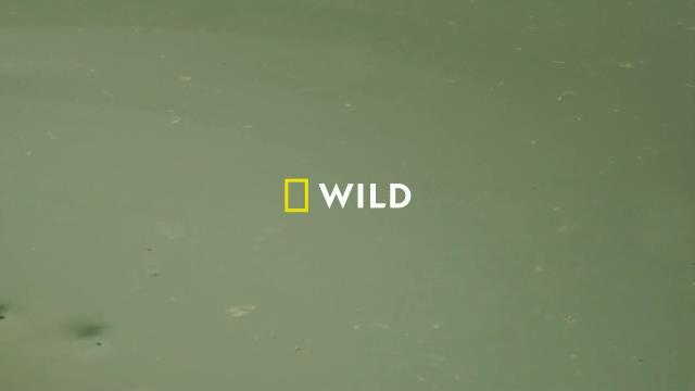 National Geographic Wild