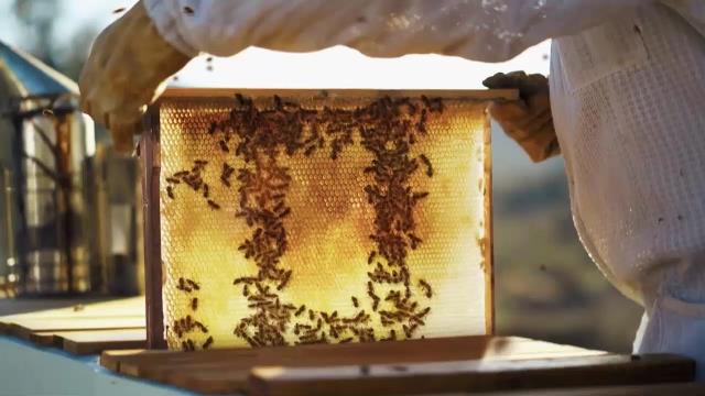 National Geographic Wild