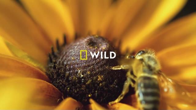 National Geographic Wild