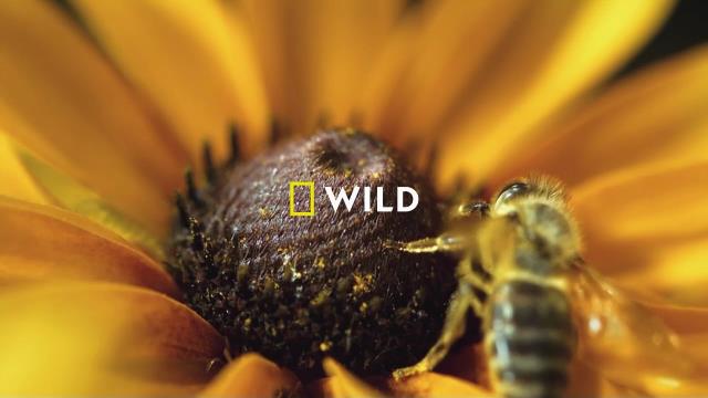National Geographic Wild