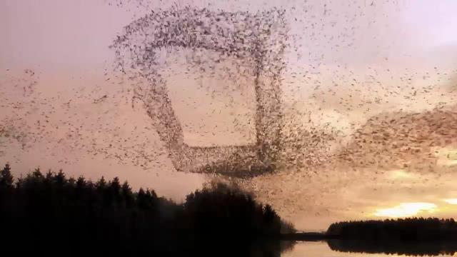 National Geographic Wild