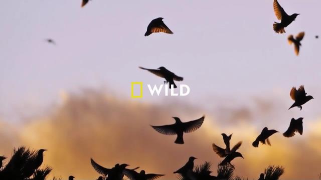 National Geographic Wild