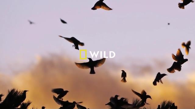 National Geographic Wild