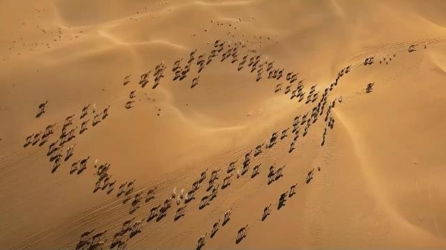 National Geographic Wild