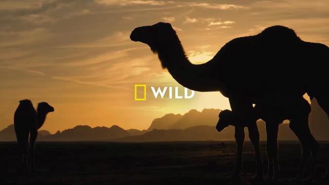 National Geographic Wild
