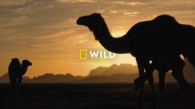 National Geographic Wild
