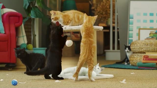 National Geographic Wild