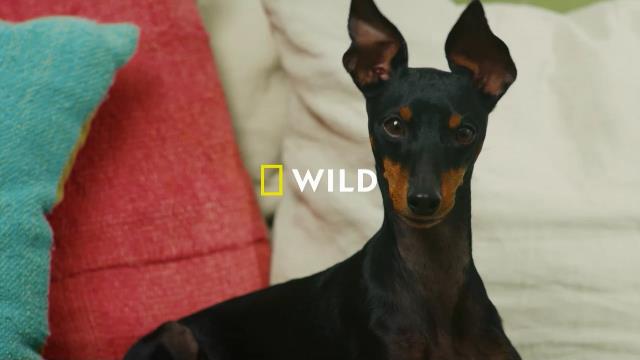 National Geographic Wild