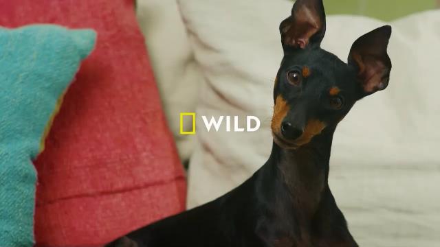 National Geographic Wild