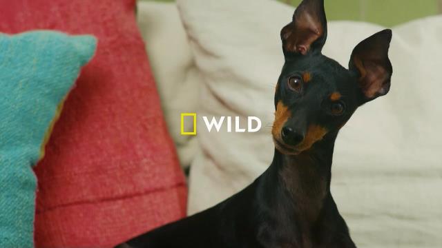 National Geographic Wild
