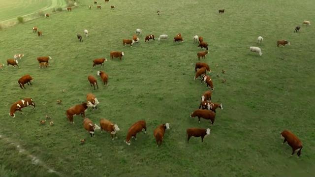 National Geographic Wild