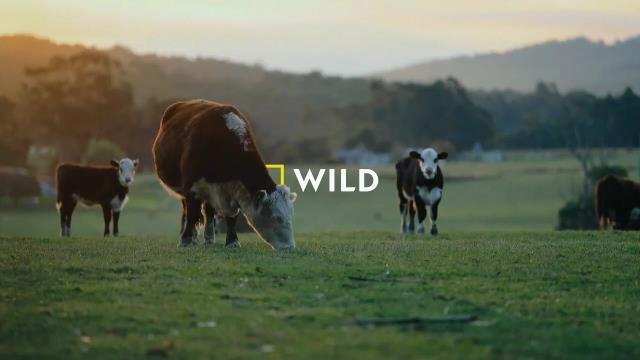 National Geographic Wild
