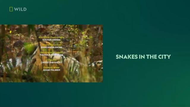 National Geographic Wild