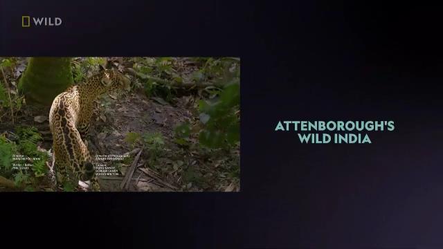 National Geographic Wild