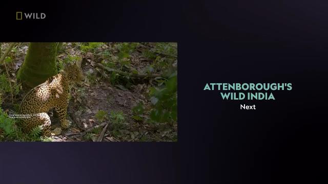 National Geographic Wild