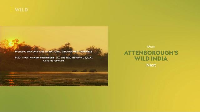 National Geographic Wild