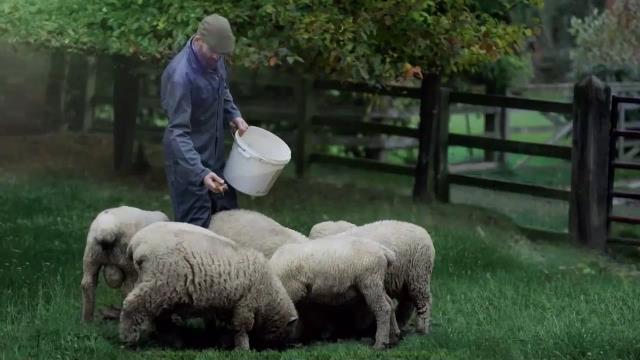 National Geographic Wild