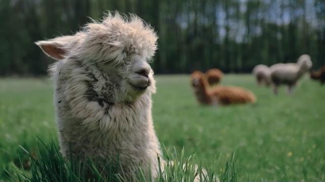 National Geographic Wild