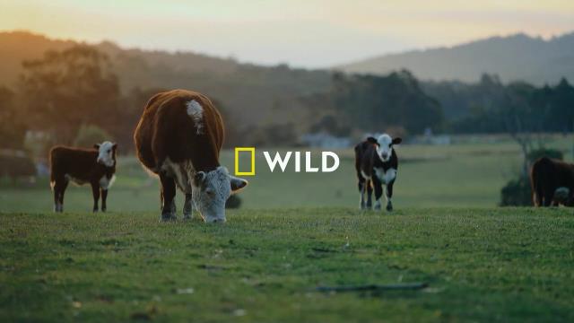 National Geographic Wild