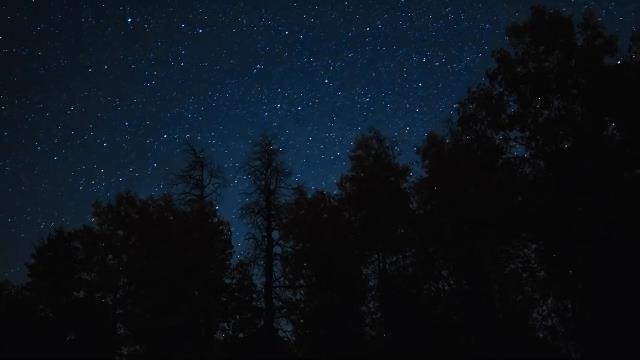 National Geographic Wild