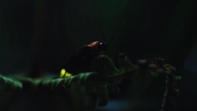 National Geographic Wild