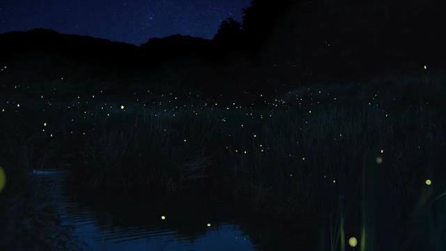 National Geographic Wild