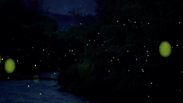 National Geographic Wild