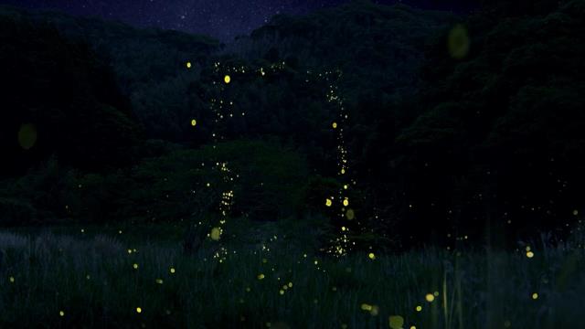 National Geographic Wild