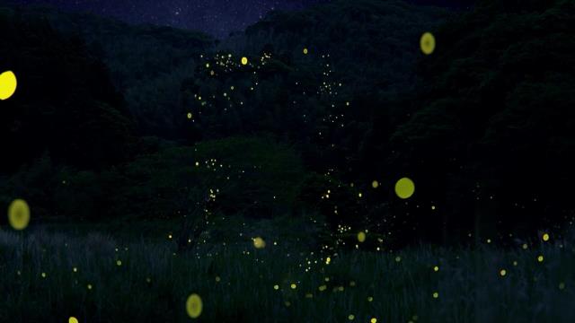 National Geographic Wild