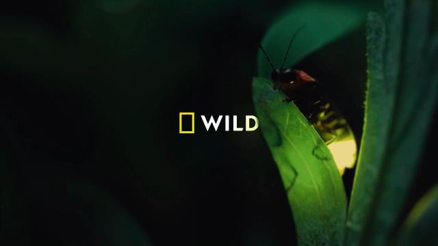 National Geographic Wild