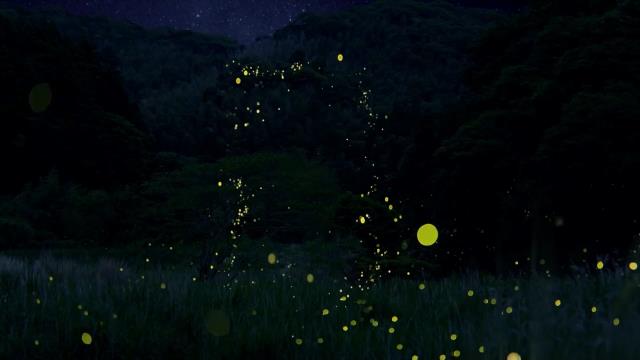 National Geographic Wild