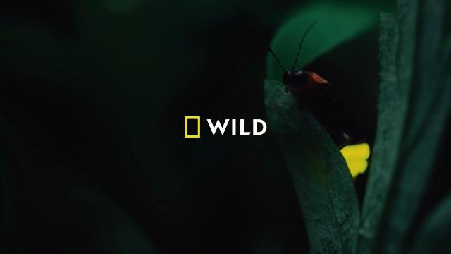 National Geographic Wild
