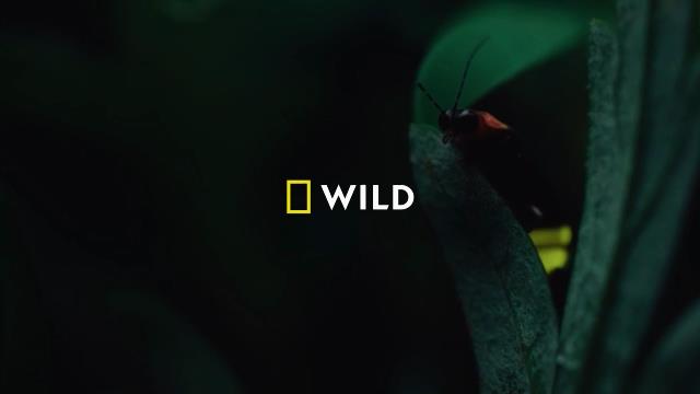 National Geographic Wild