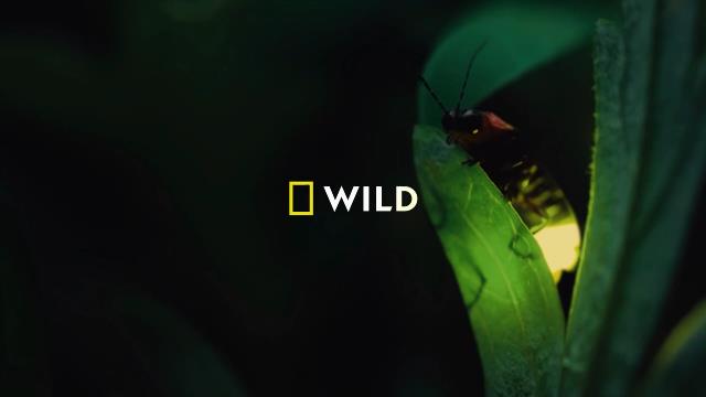 National Geographic Wild
