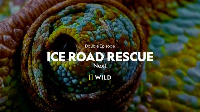 National Geographic Wild