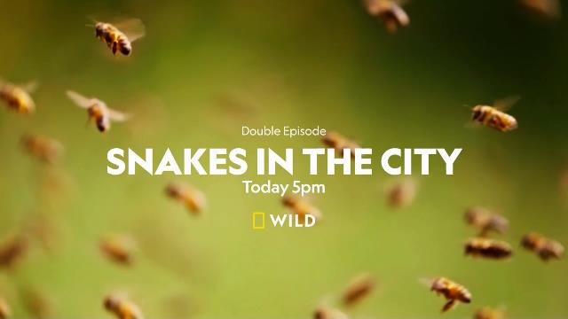 National Geographic Wild