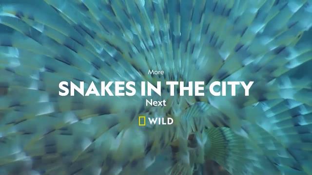 National Geographic Wild