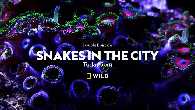 National Geographic Wild