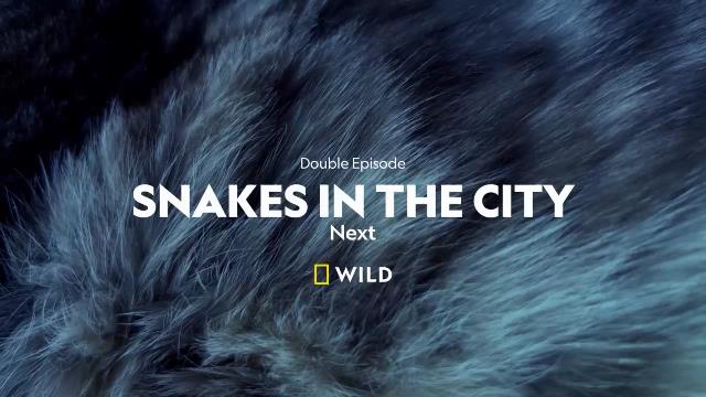 National Geographic Wild