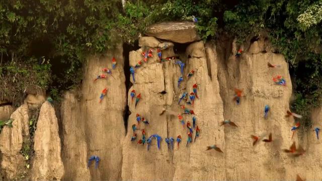 National Geographic Wild