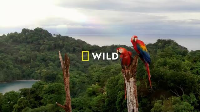 National Geographic Wild