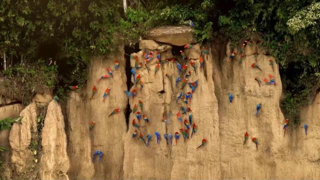 National Geographic Wild