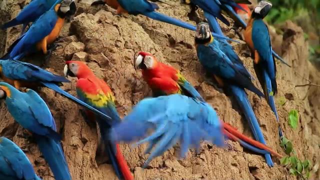 National Geographic Wild