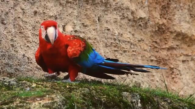 National Geographic Wild